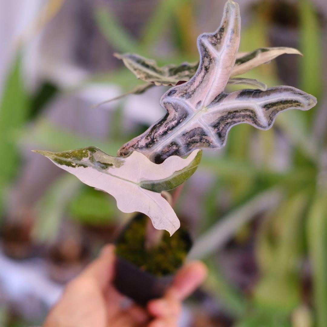 Alocasia Nobillis Pink\"K\"│アロカシア・ノビリス・ピンク