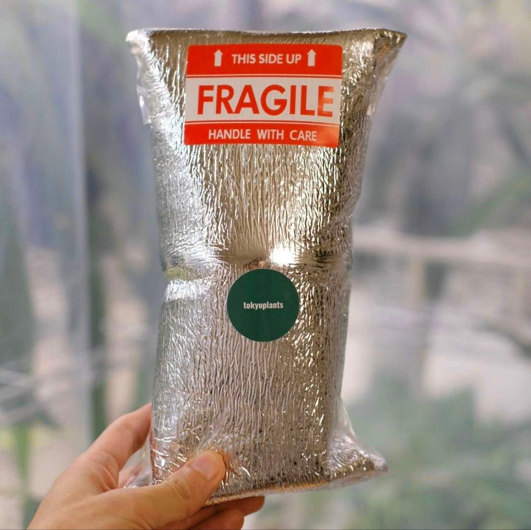 Alocasia Nobillis Pink\"K\"│アロカシア・ノビリス・ピンク