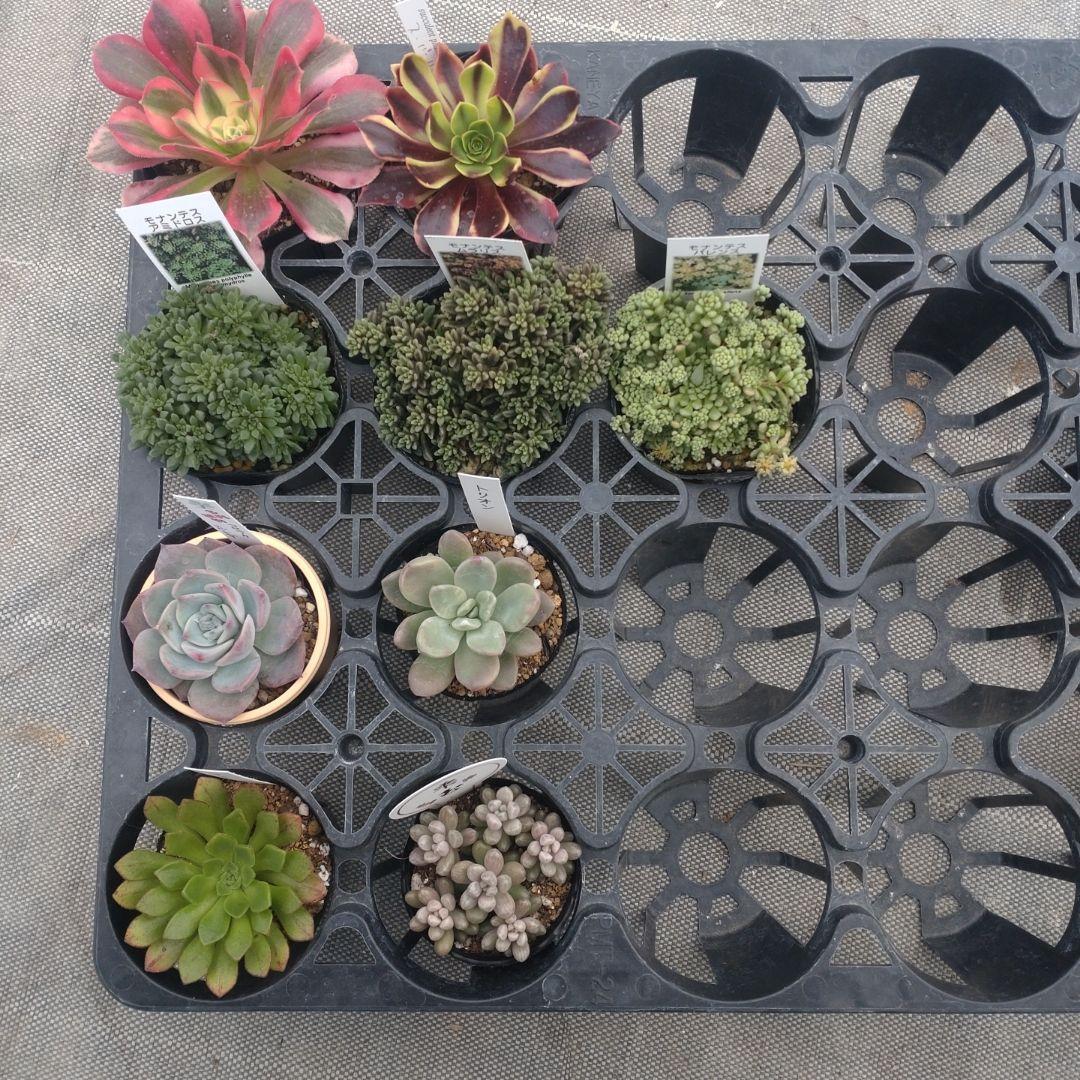 雪うさぎさん専用