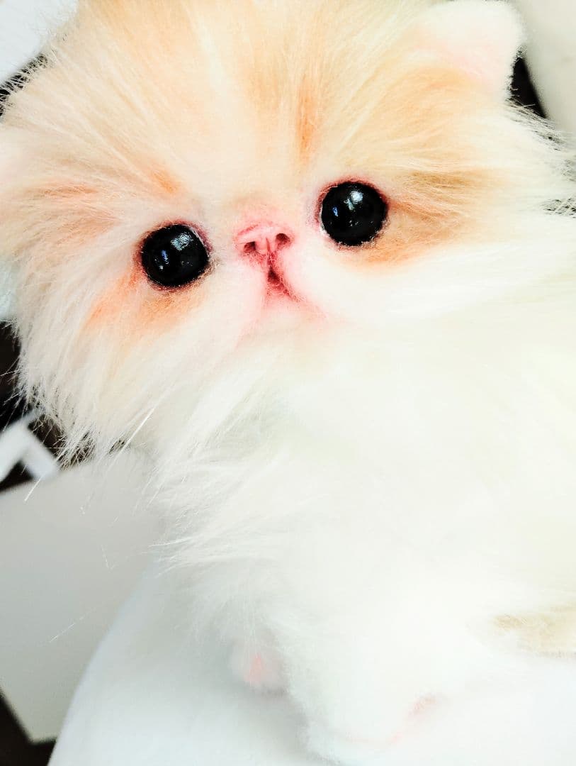 子猫のメイちゃん♡エキゾチックロングヘア♡アートドール♡ぬいぐるみ♡