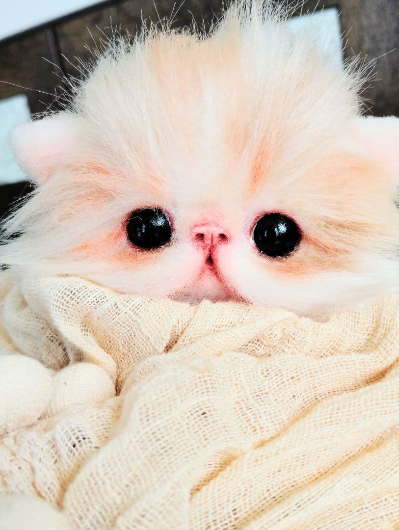 子猫のメイちゃん♡エキゾチックロングヘア♡アートドール♡ぬいぐるみ♡