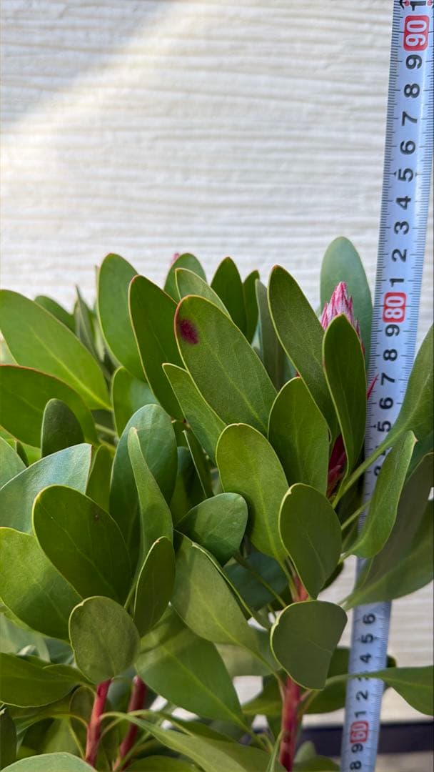 【年始セール】プロテア・リトルプリンス /大株 シナロイデス 1/12撮影