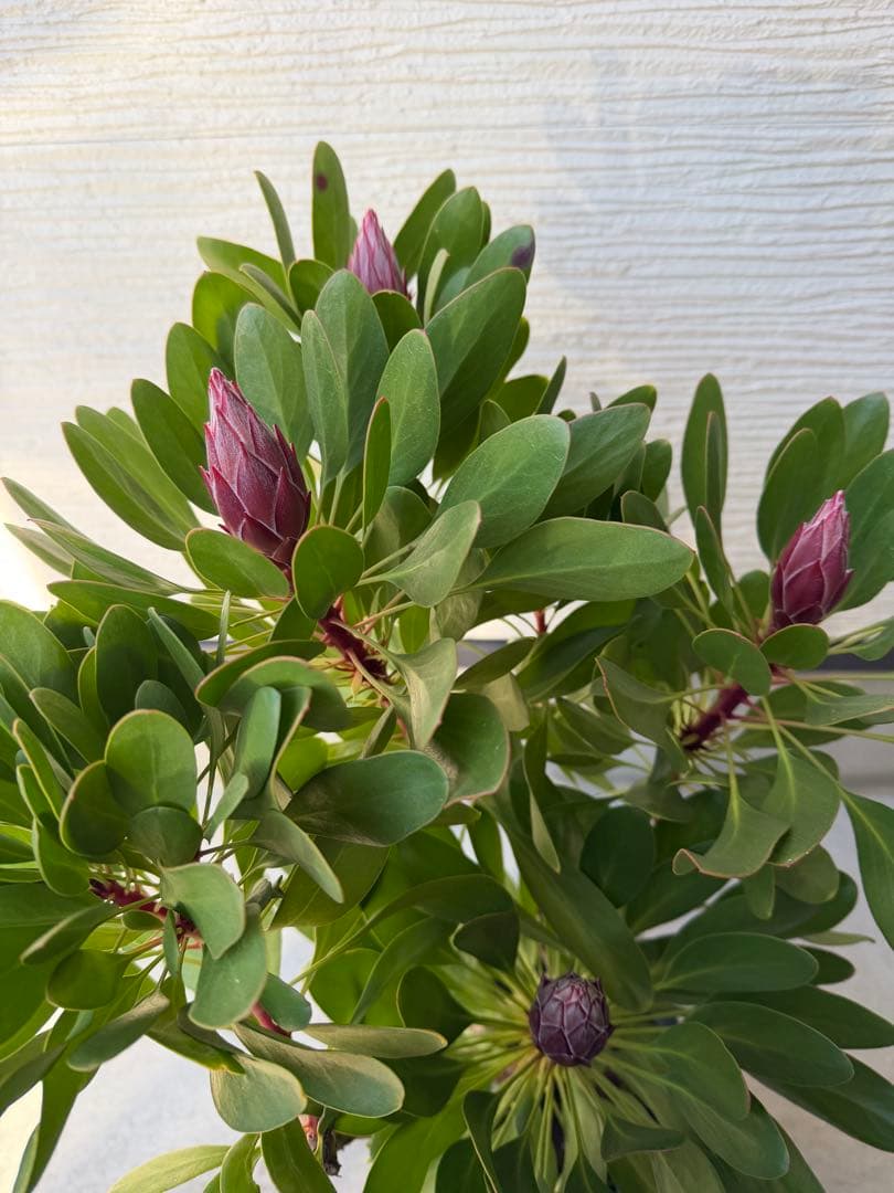 【年始セール】プロテア・リトルプリンス /大株 シナロイデス 1/12撮影