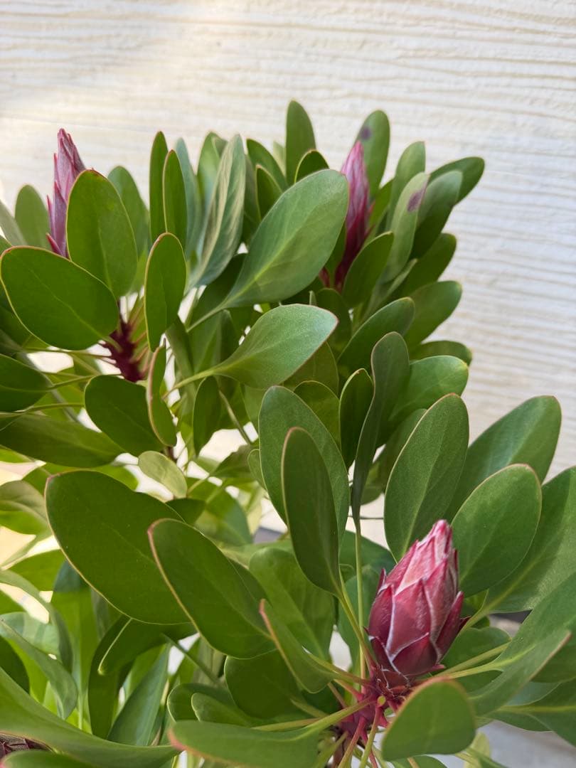 【年始セール】プロテア・リトルプリンス /大株 シナロイデス 1/12撮影