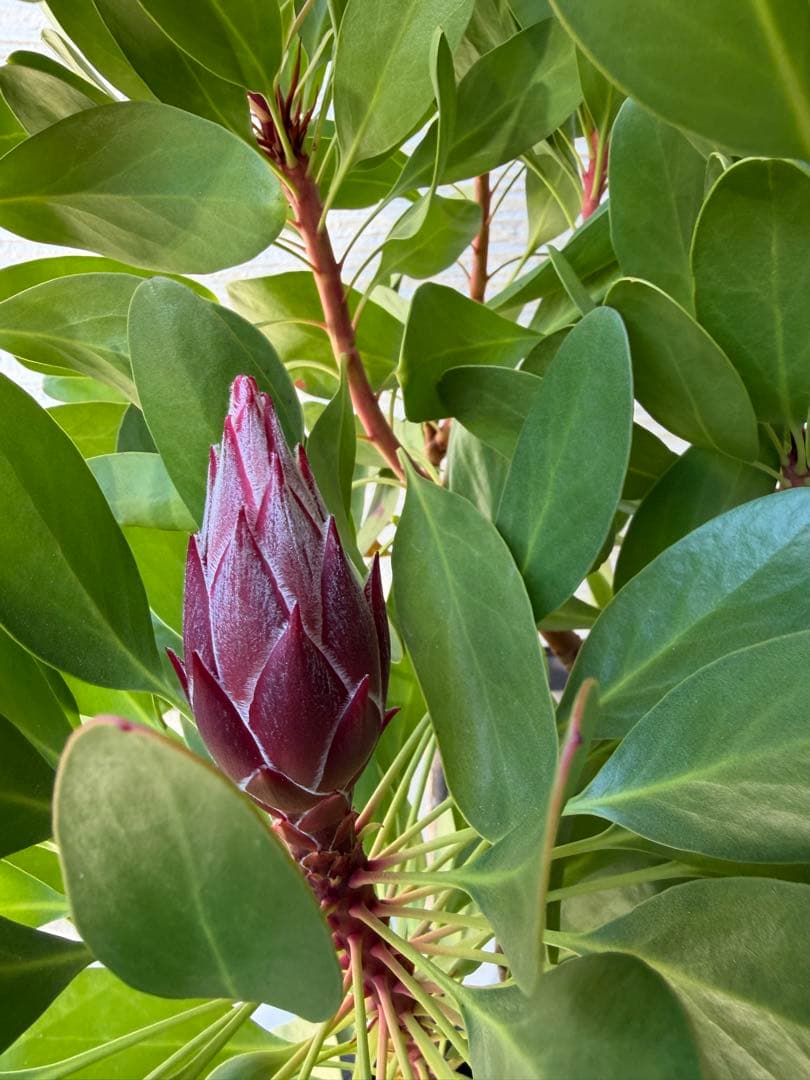 【年始セール】プロテア・リトルプリンス /大株 シナロイデス 1/12撮影