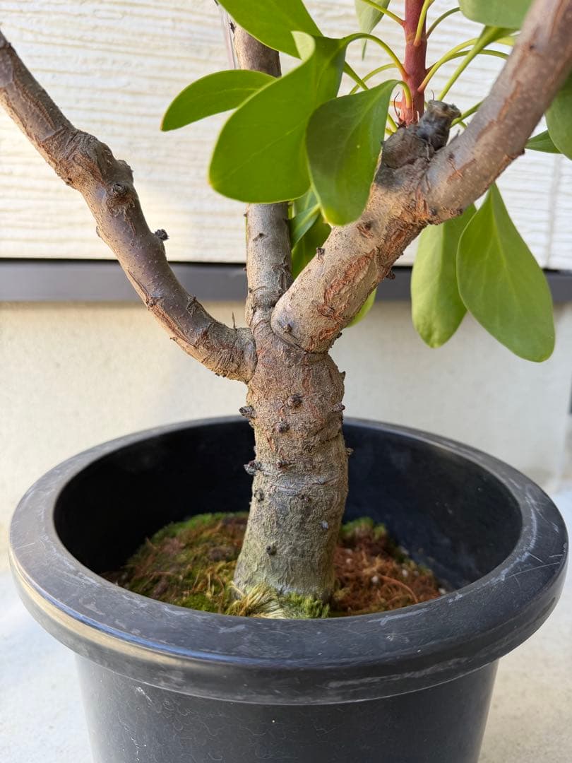 【年始セール】プロテア・リトルプリンス /大株 シナロイデス 1/12撮影