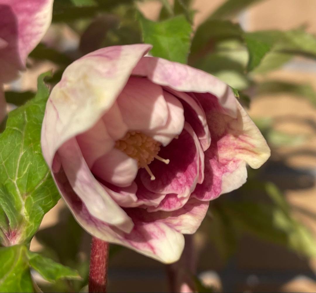 クリスマスローズ