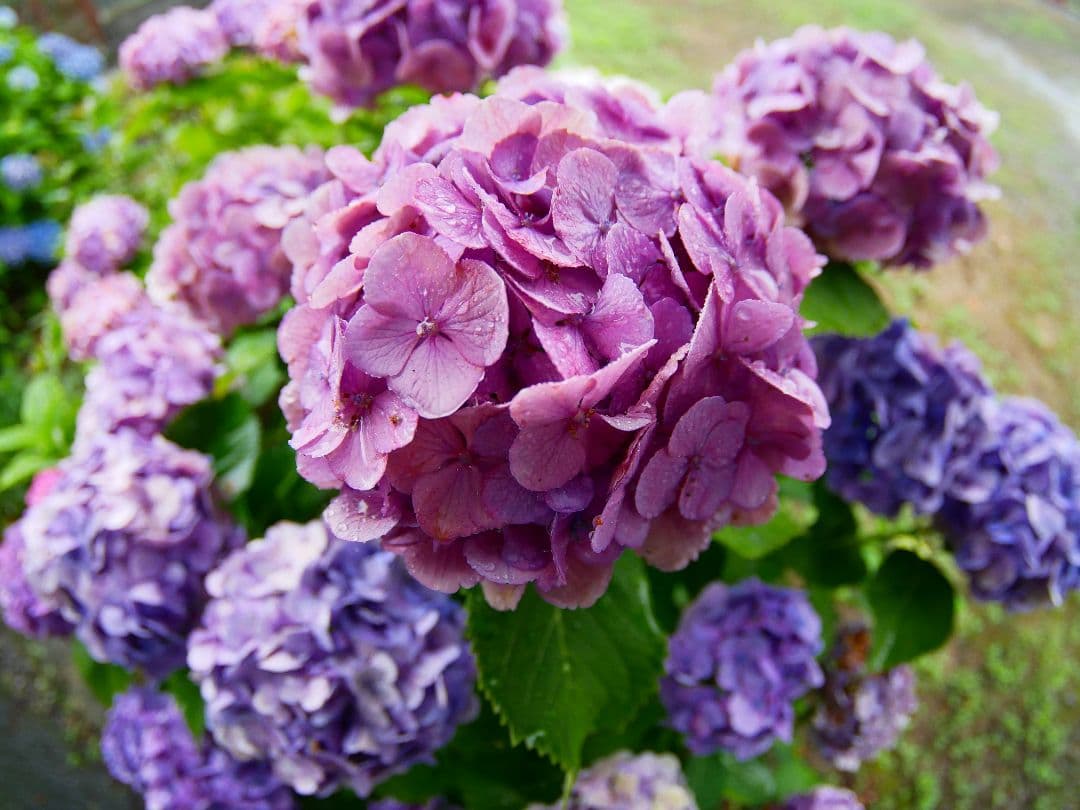 【OLYMPUSとPanasonic】対応！フィッシュアイレンズ！サード魚眼！