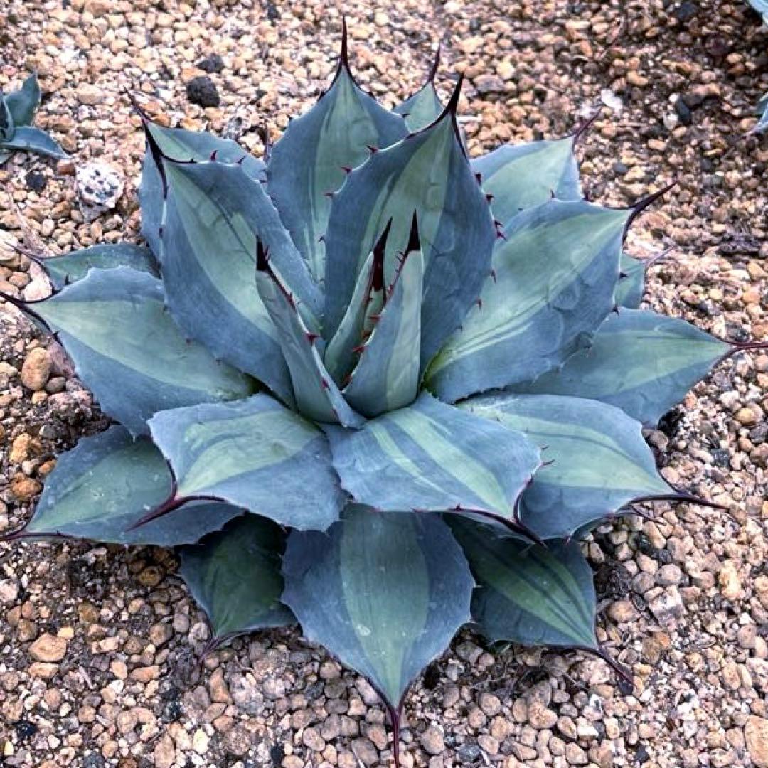 アガベ パリー 吉祥天錦 良色良形 極上株