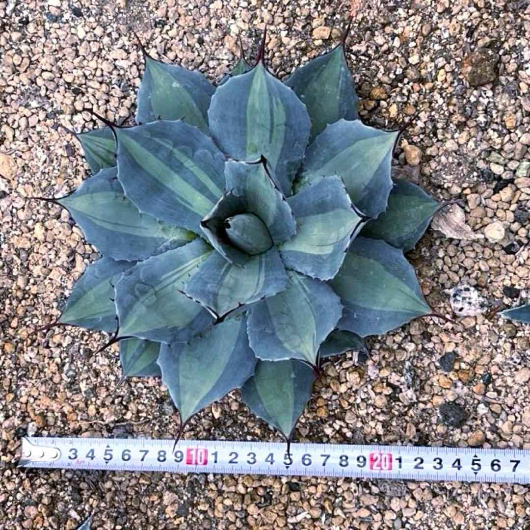 アガベ パリー 吉祥天錦 良色良形 極上株