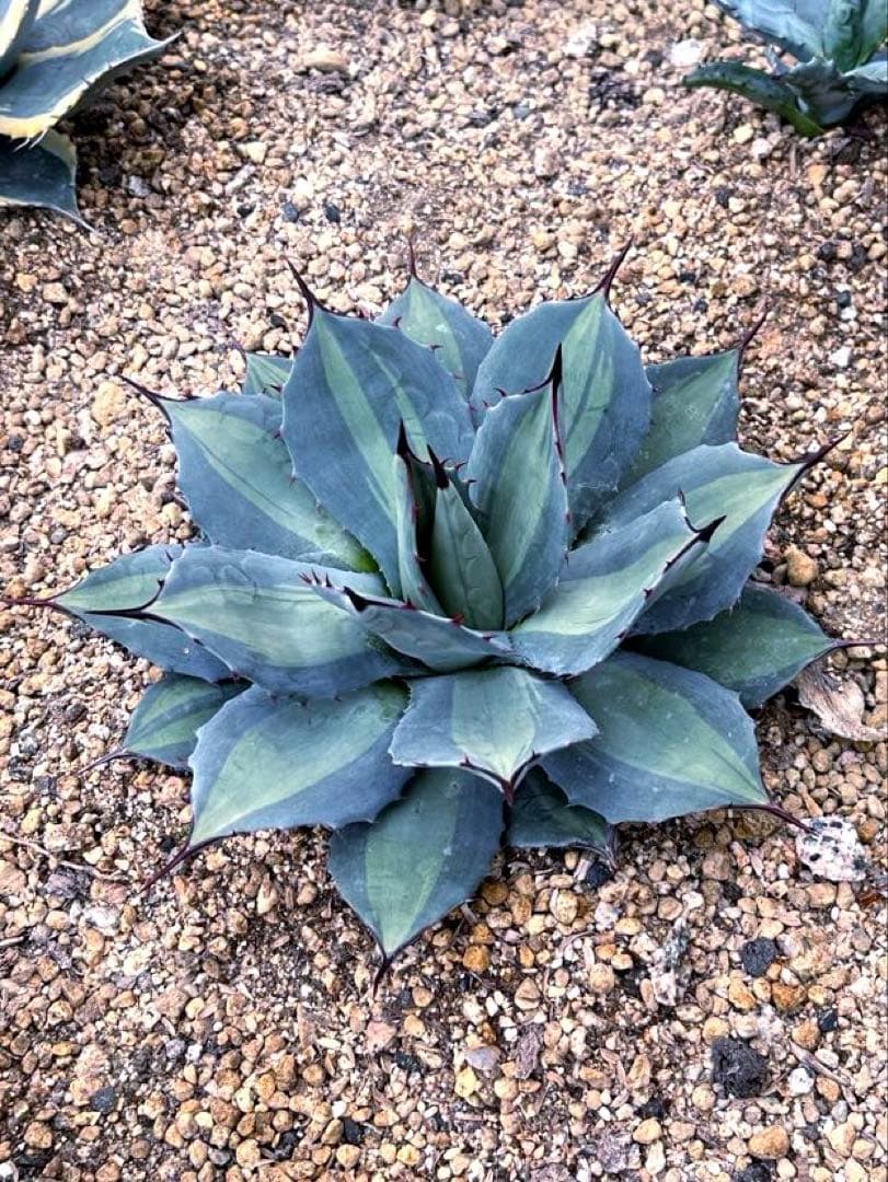 アガベ パリー 吉祥天錦 良色良形 極上株