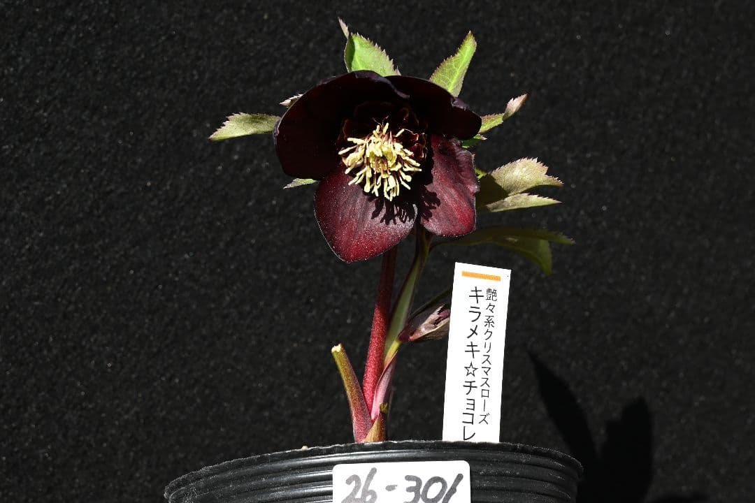 クリスマスローズ　1級品 認定sdキラメキ✩チョコレート　赤軸　赤蕊　加藤農園