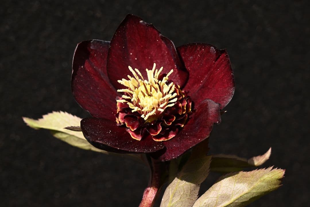 クリスマスローズ　1級品 認定sdキラメキ✩チョコレート　赤軸　赤蕊　加藤農園