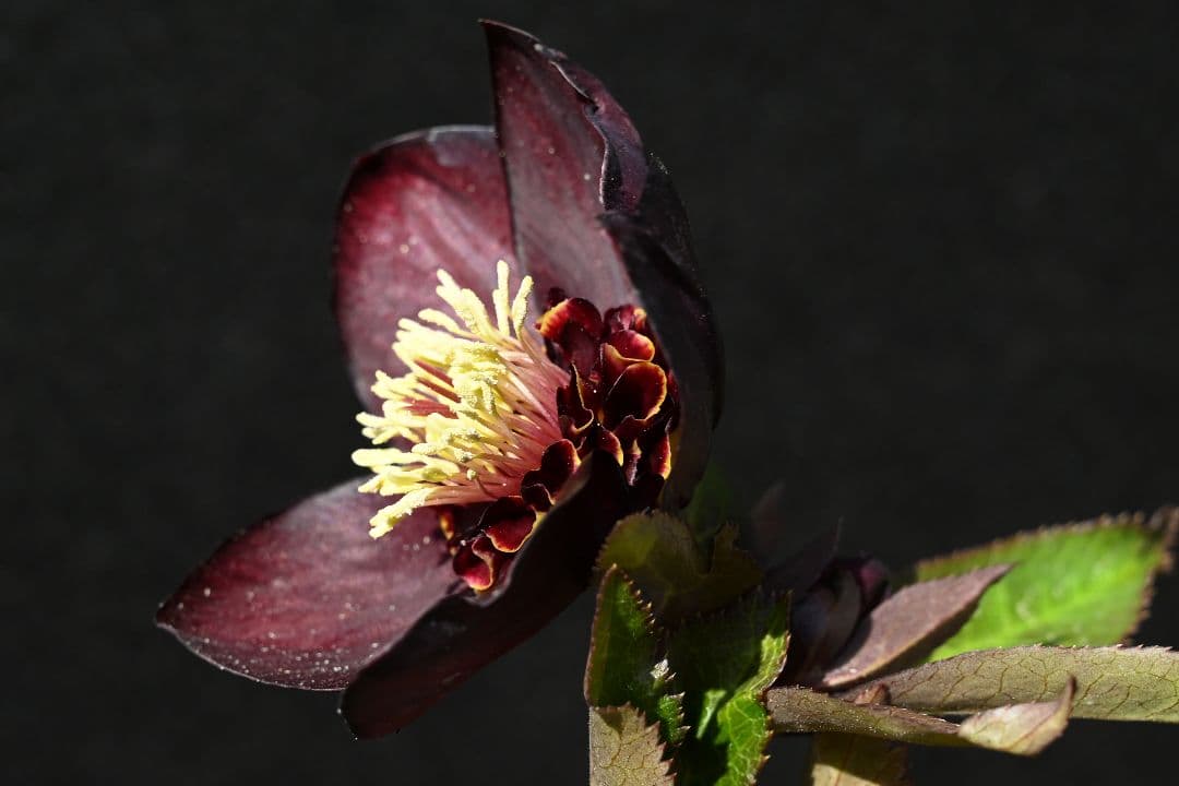 クリスマスローズ　1級品 認定sdキラメキ✩チョコレート　赤軸　赤蕊　加藤農園