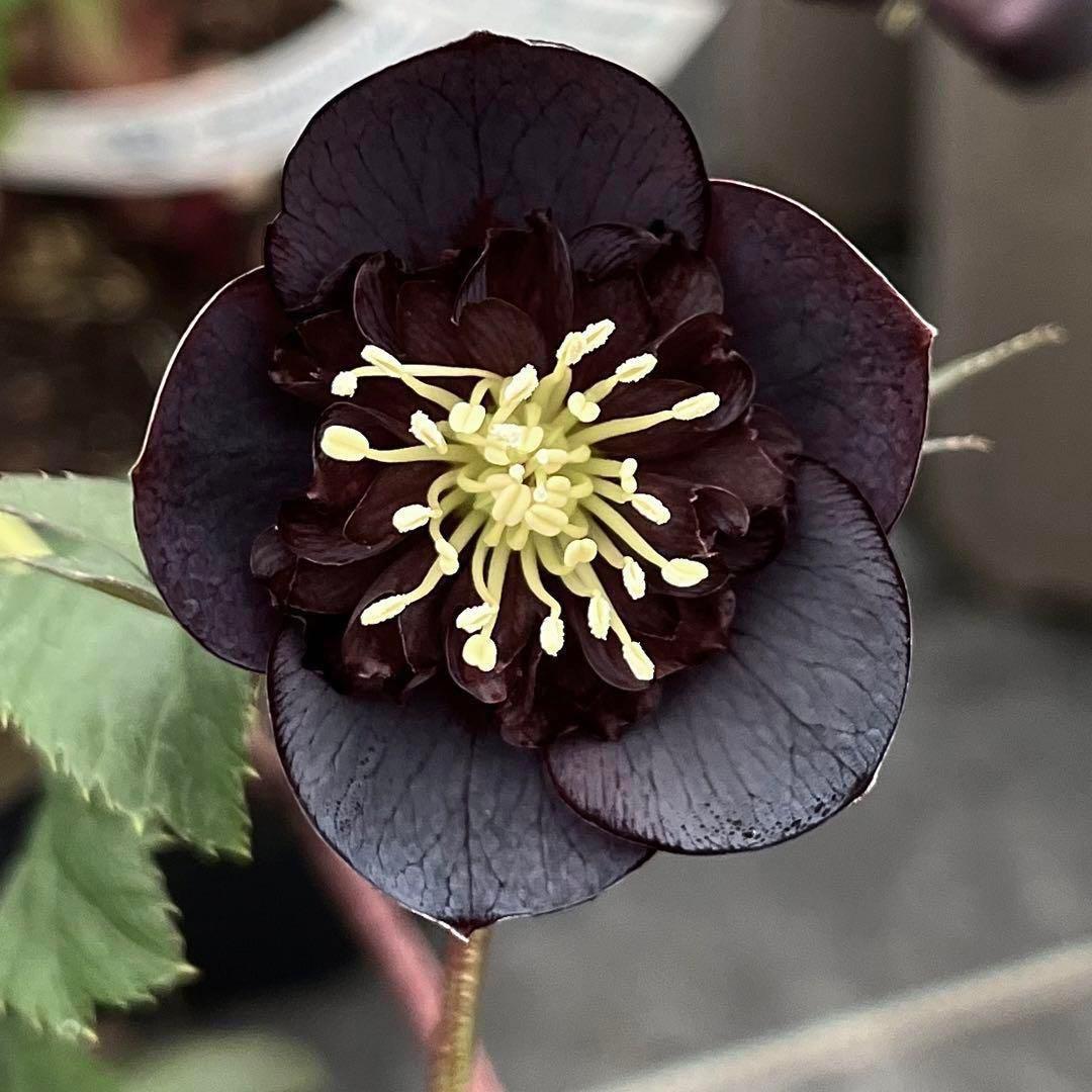 t*k様 3578☘️蕾花タグ付き☘️6号ロング☘️2年間管理☘️Ashwood