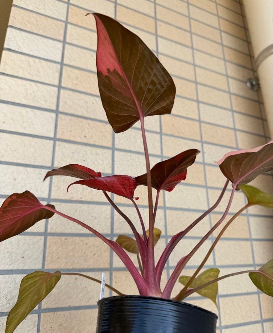 一時的に値下げ中希少　ホマロメナ　ピンクダイヤモンド　大型美株　鉢ごとメルカリ便