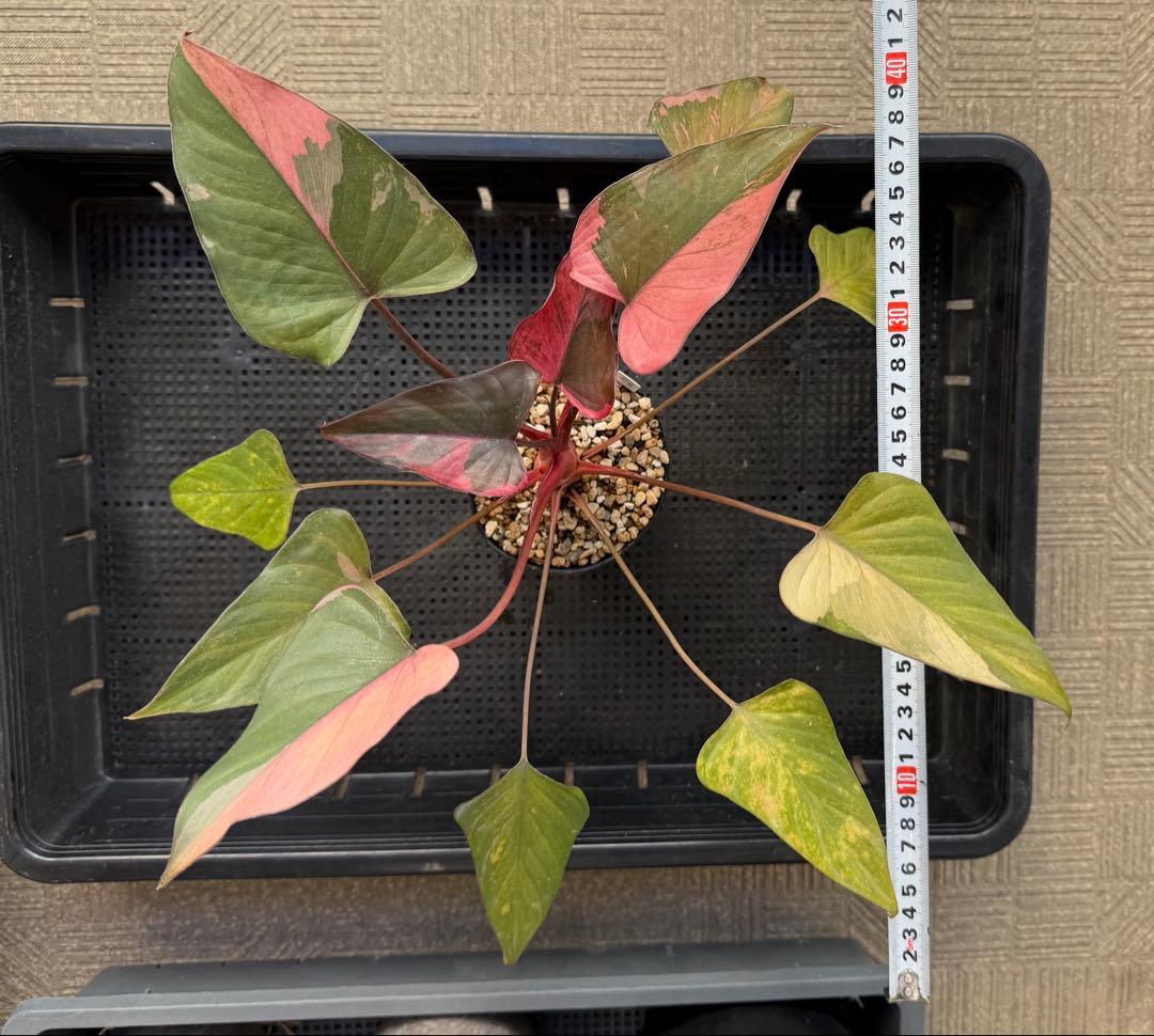 一時的に値下げ中希少　ホマロメナ　ピンクダイヤモンド　大型美株　鉢ごとメルカリ便