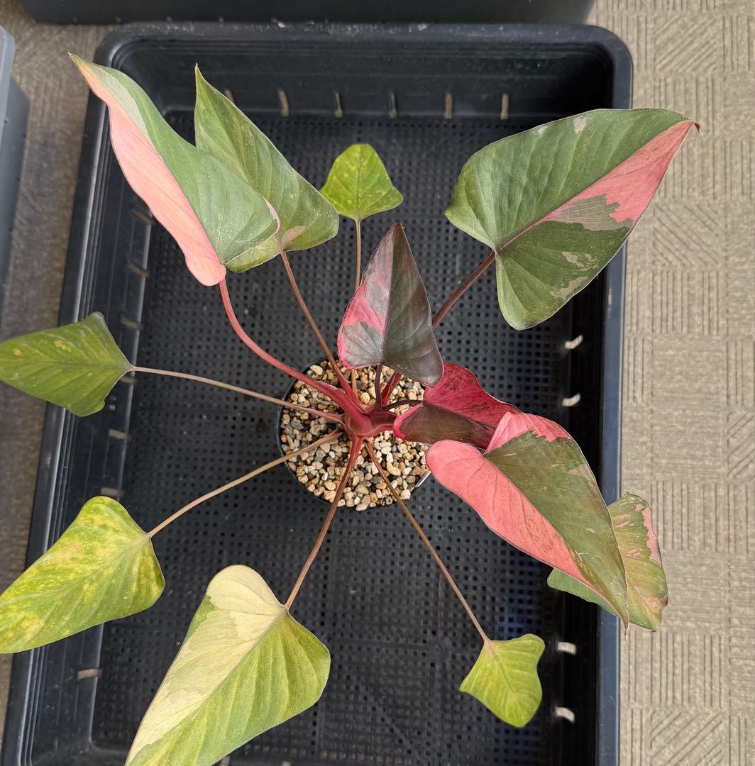 一時的に値下げ中希少　ホマロメナ　ピンクダイヤモンド　大型美株　鉢ごとメルカリ便