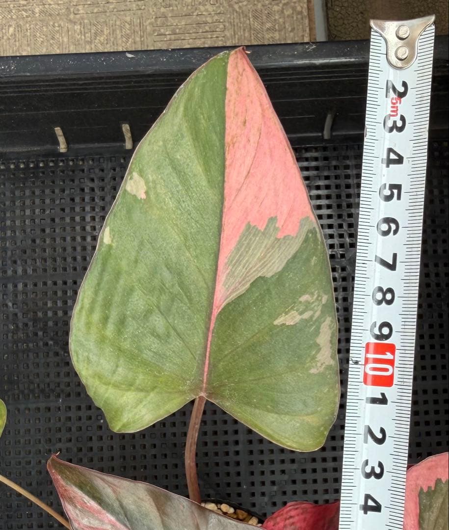 一時的に値下げ中希少　ホマロメナ　ピンクダイヤモンド　大型美株　鉢ごとメルカリ便