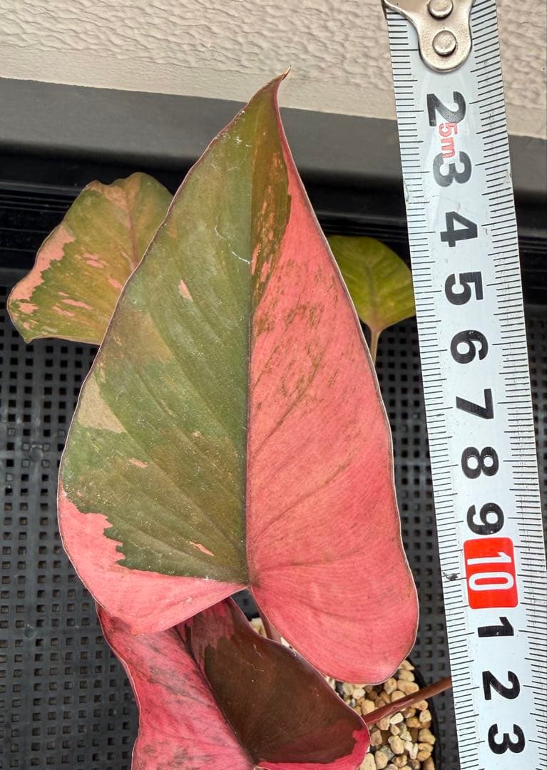 一時的に値下げ中希少　ホマロメナ　ピンクダイヤモンド　大型美株　鉢ごとメルカリ便