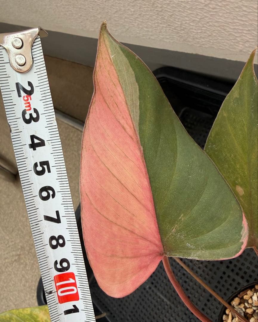 一時的に値下げ中希少　ホマロメナ　ピンクダイヤモンド　大型美株　鉢ごとメルカリ便