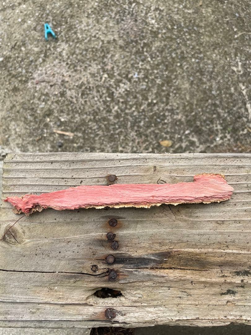 アカシア　Acacia ソウシジュ　相思樹　根皮100% 1000g