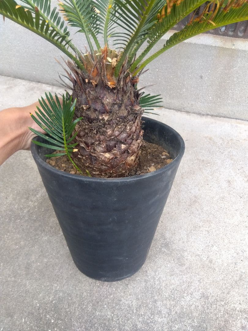 ひろこsan　金環ソテツ ７号鉢つき　特別個体❗子株2株つき❗　③
