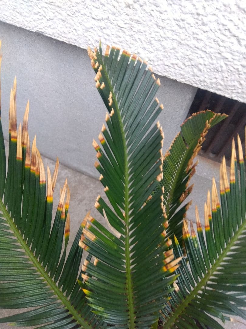 ひろこsan　金環ソテツ ７号鉢つき　特別個体❗子株2株つき❗　③