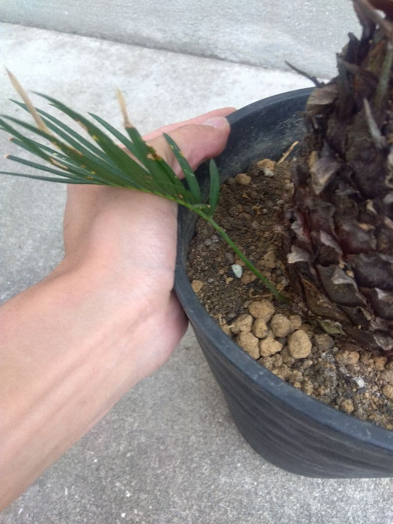 ひろこsan　金環ソテツ ７号鉢つき　特別個体❗子株2株つき❗　③