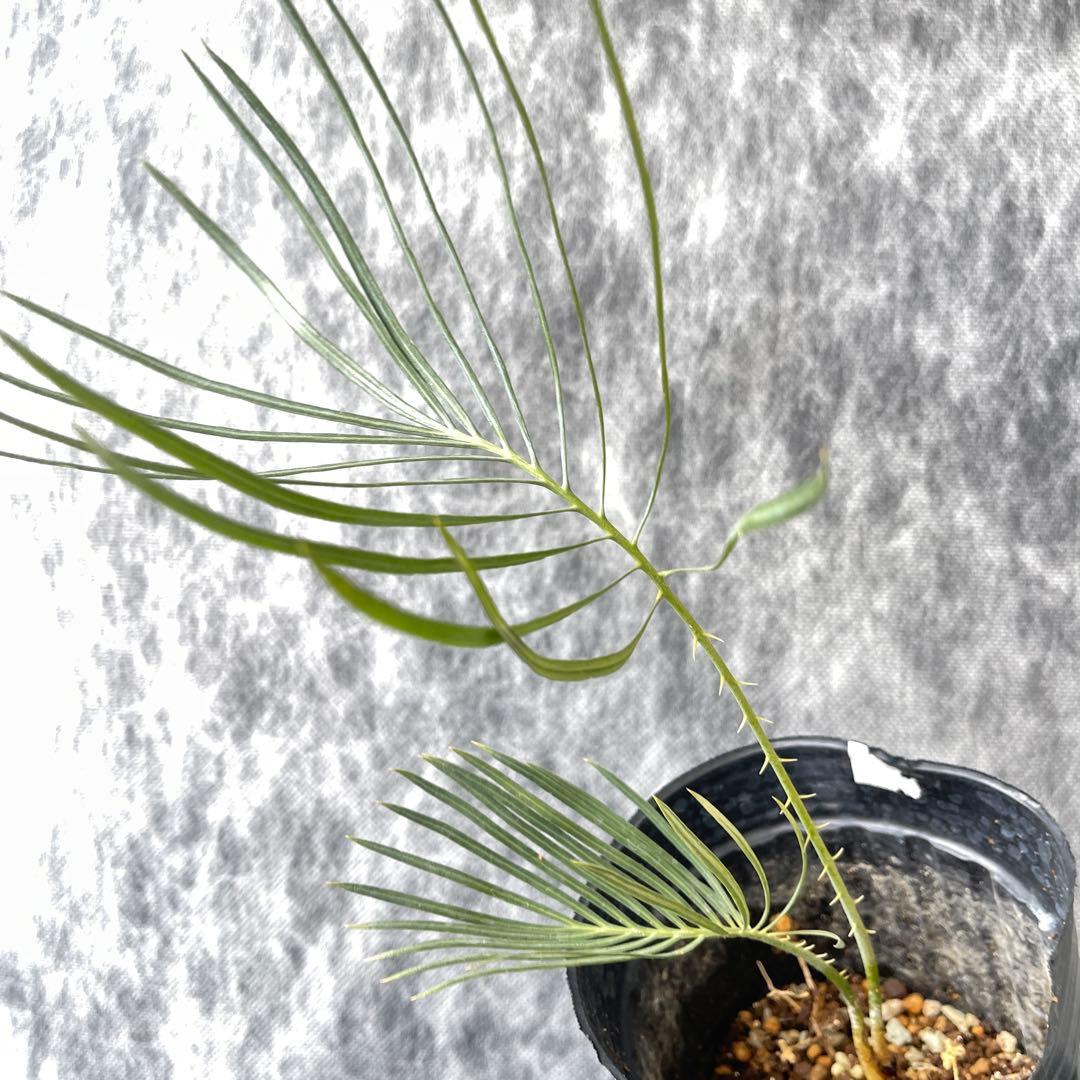 【塊根植物】サイカスカイルンシアナ 国内実生 ソテツ 管理番号3