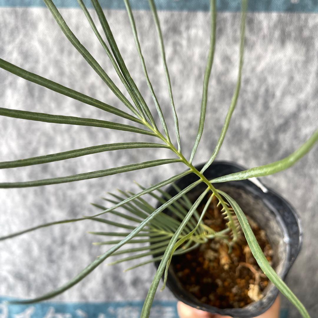 【塊根植物】サイカスカイルンシアナ 国内実生 ソテツ 管理番号3