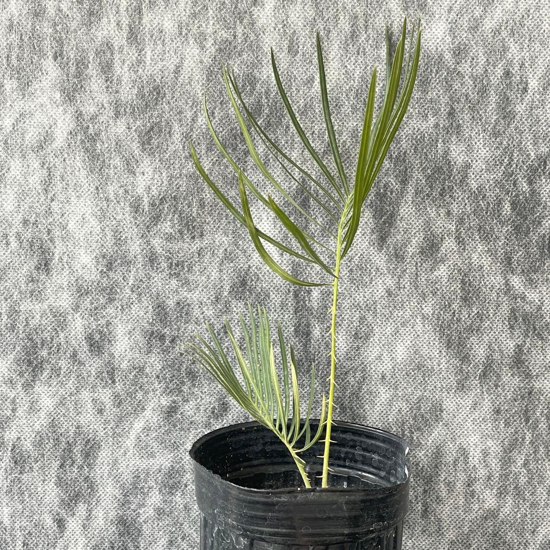 【塊根植物】サイカスカイルンシアナ 国内実生 ソテツ 管理番号3