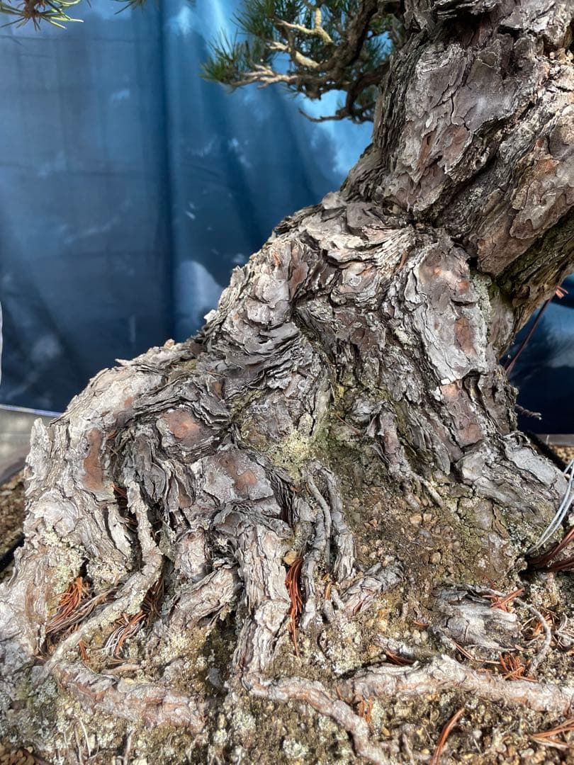upyh0ccmpri31hhvmd08  【五葉松】盆栽※引き取り限定！