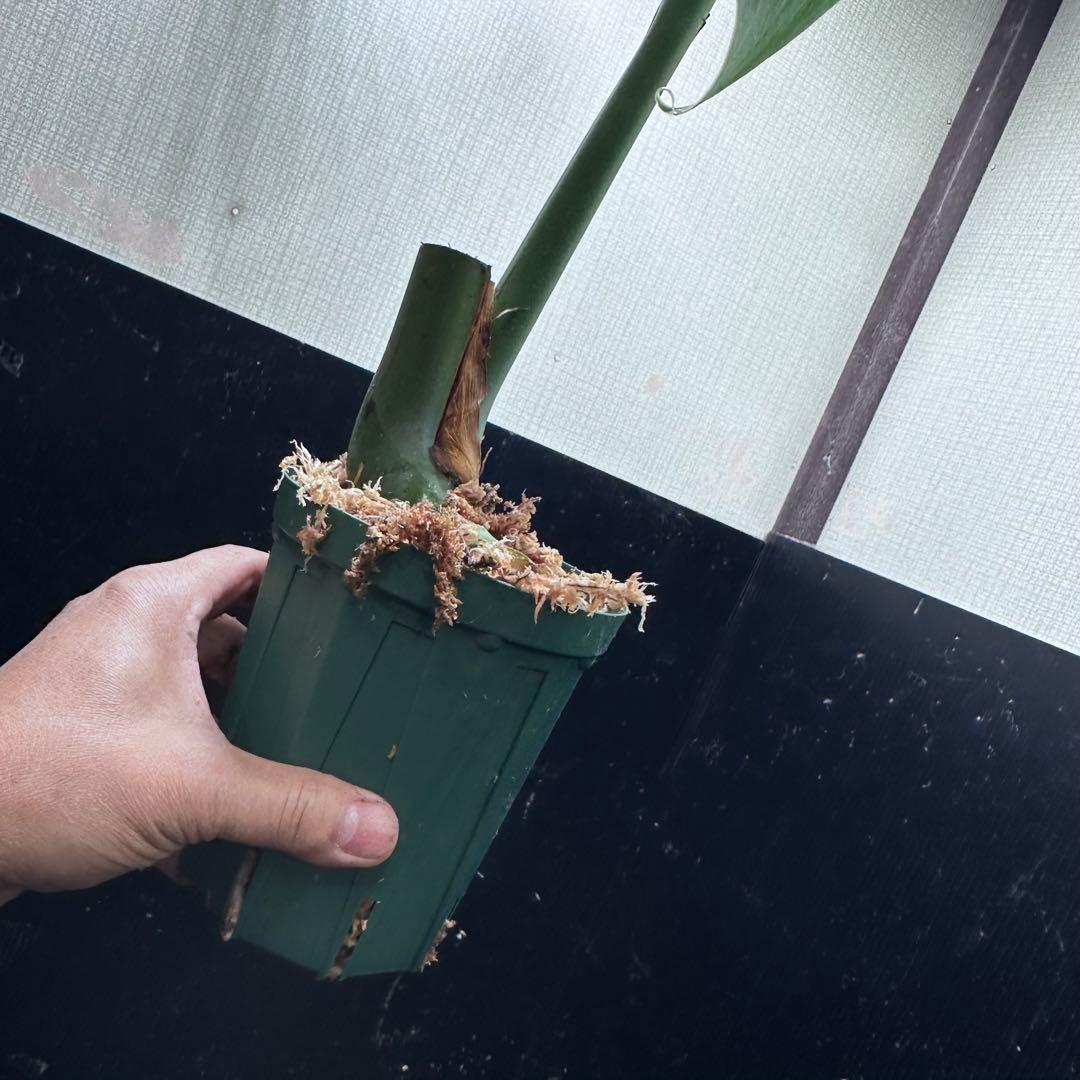 k*u様 モンステラデリシオーサマクロコズム超希少系統鉢植え