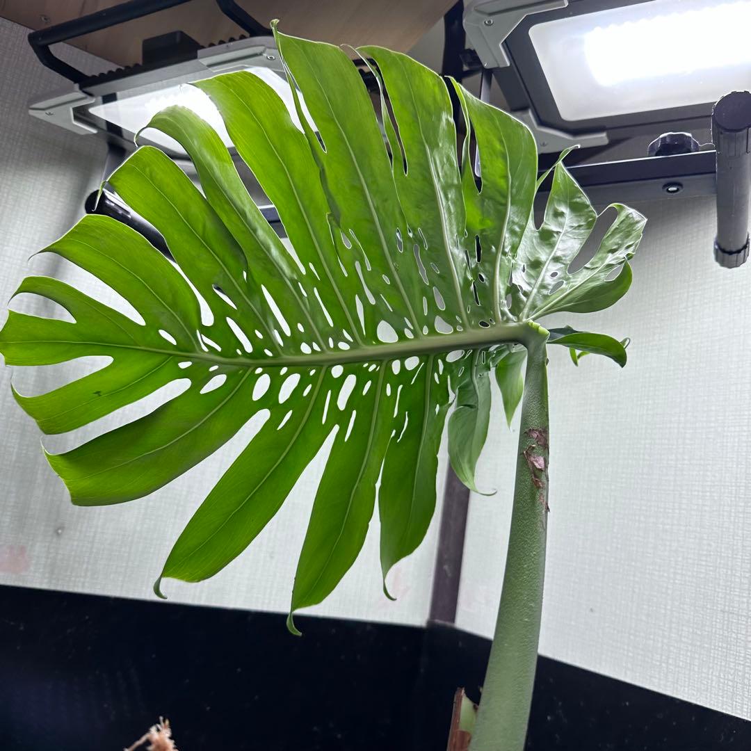 k*u様 モンステラデリシオーサマクロコズム超希少系統鉢植え