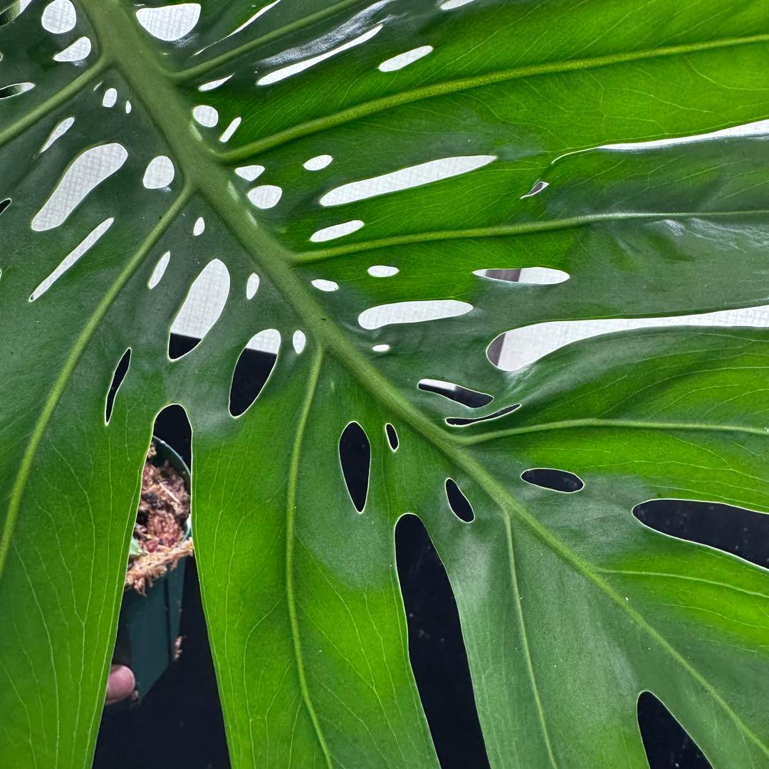 k*u様 モンステラデリシオーサマクロコズム超希少系統鉢植え