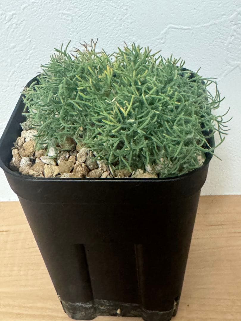 【実生株】モンソニア ペニクリナム　Monsonia peniculina