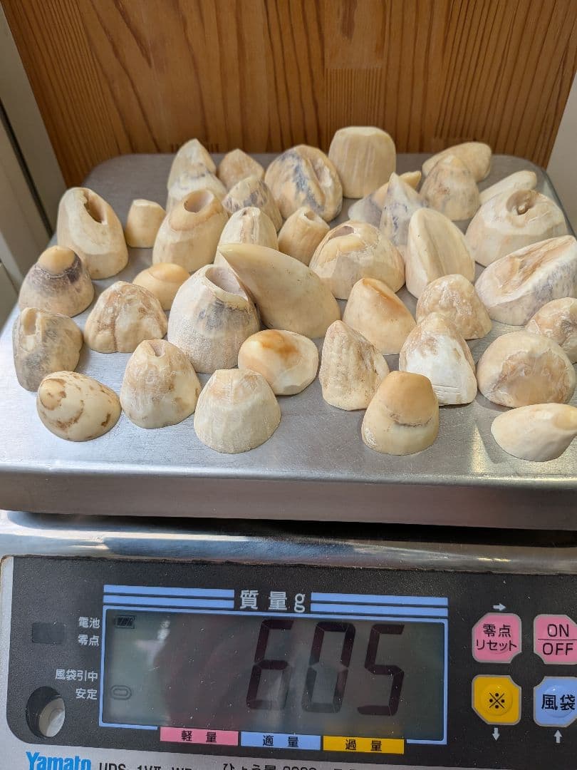 マッコウ鯨歯　本歯先小サイズ