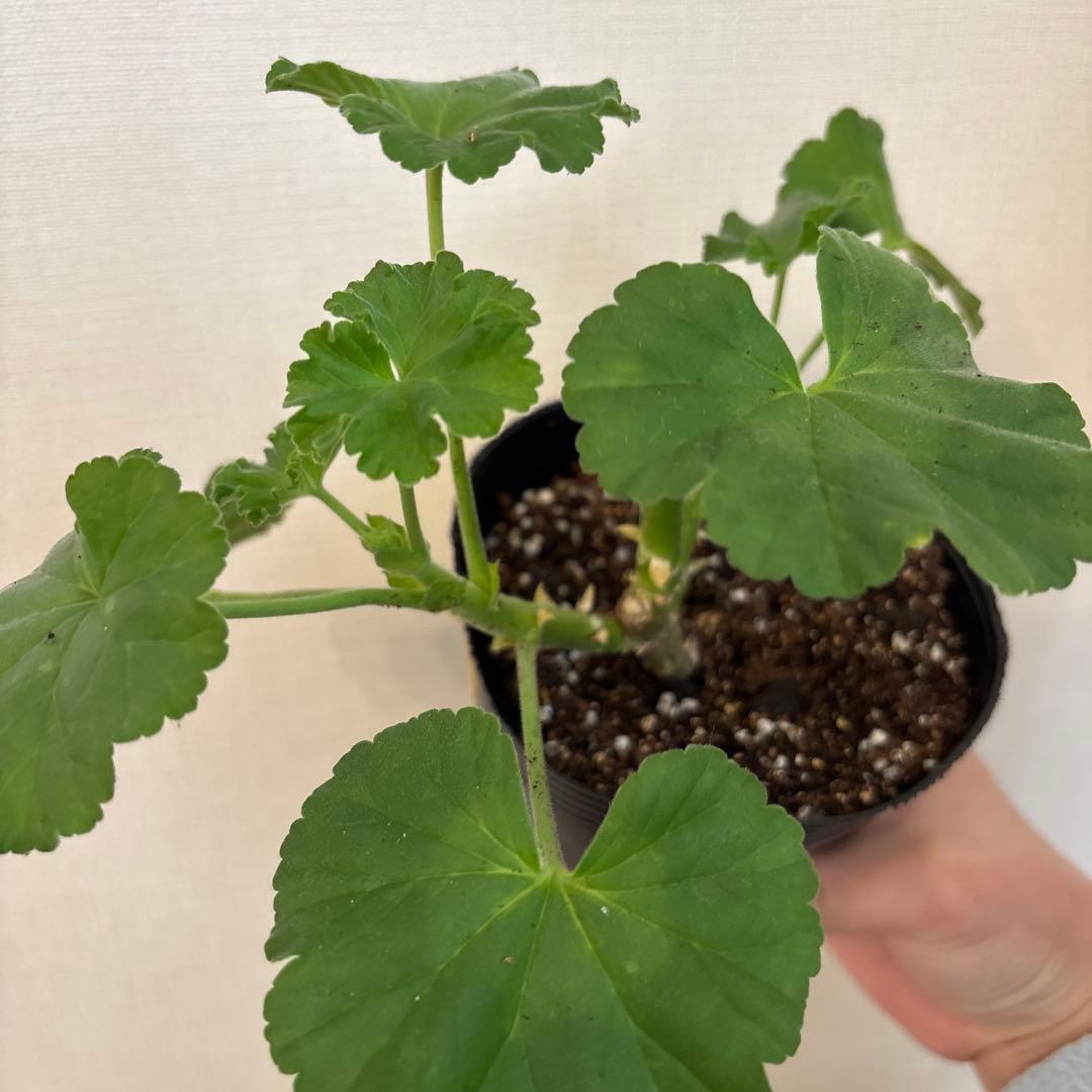 リピーター割引　日本初海外品種ゼラニウム　希少品種ゼラニウムR