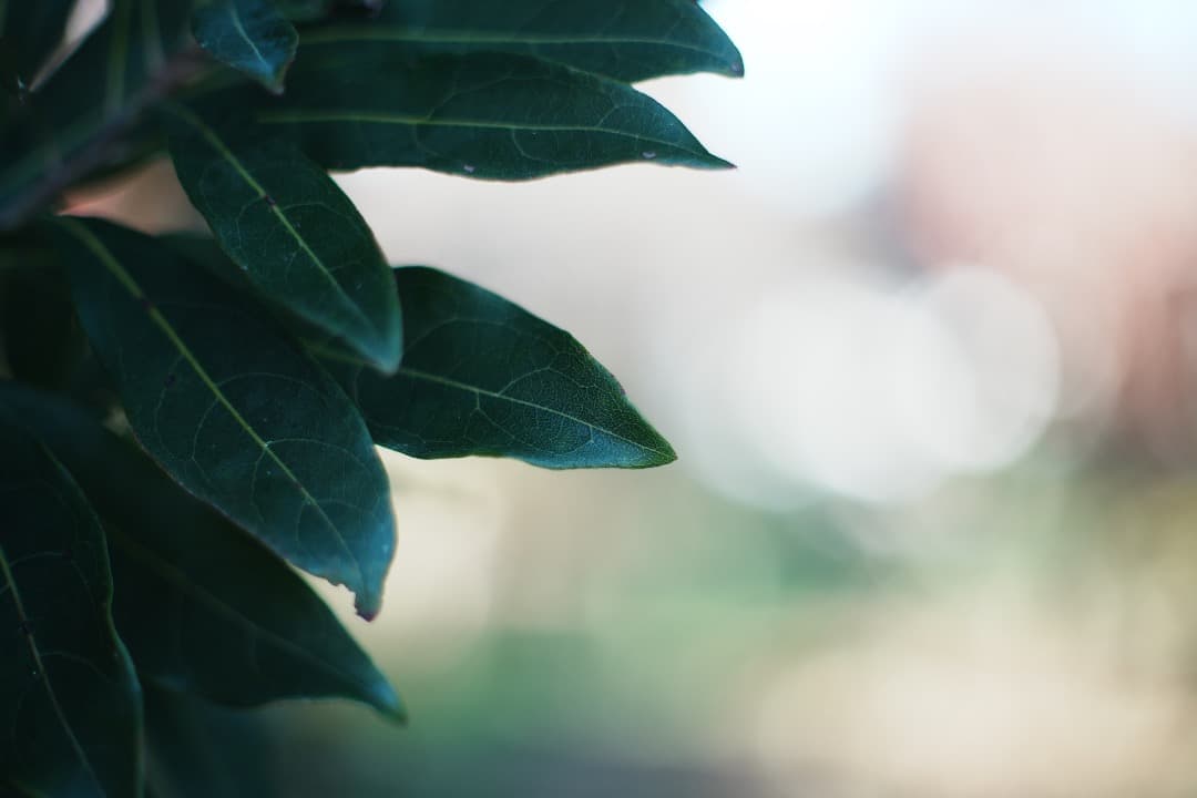 【整備テスト】オリンパス Zuiko Auto-S 40mm F1.4 379