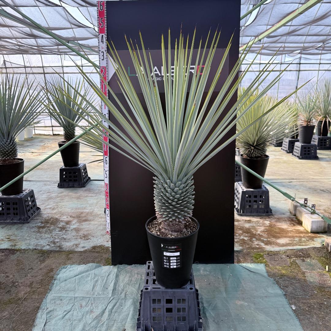 【AL1171】ユッカ　リギダ