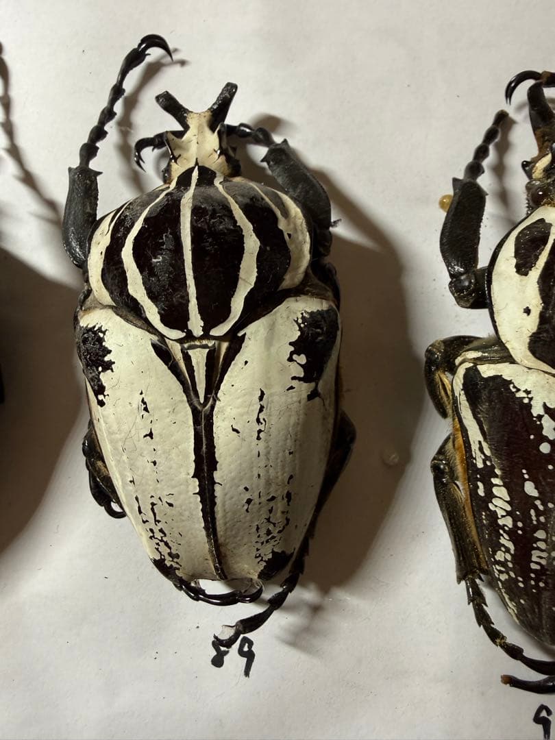 n*s様 カメルーン　ゴライアスオオツノハナムグリ　4頭　B品含みます
