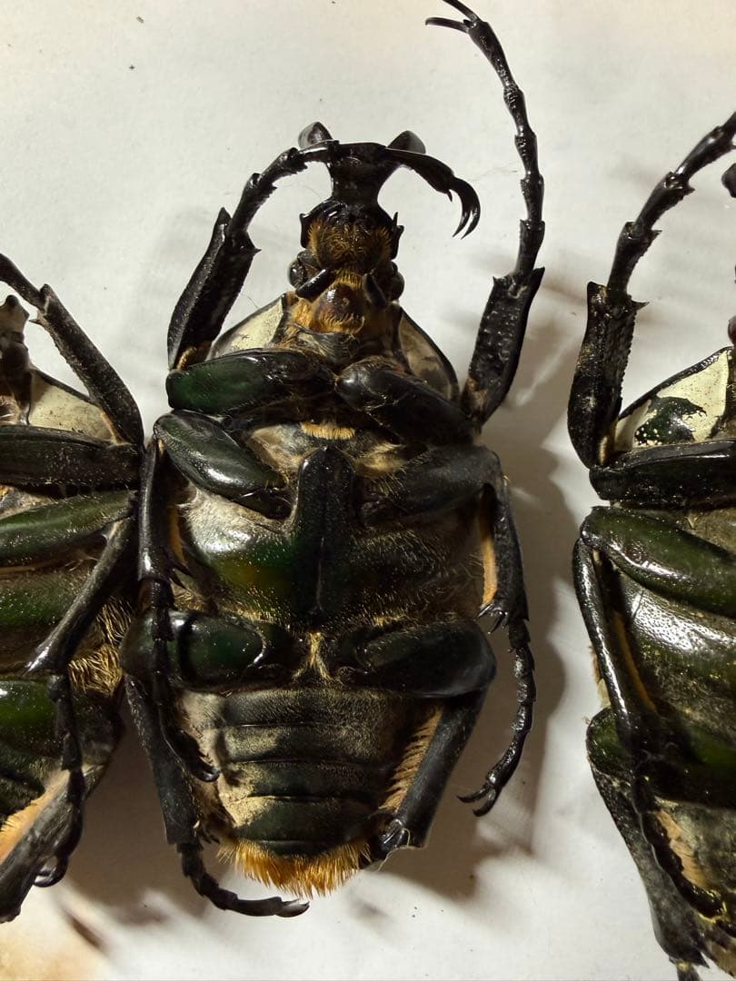 n*s様 カメルーン　ゴライアスオオツノハナムグリ　4頭　B品含みます
