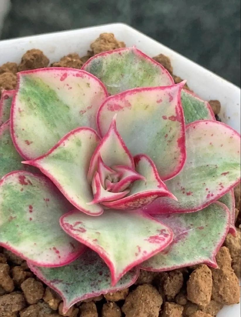 専用　多肉植物　高級種❦原始ロンギシマ錦　抜き苗&オリビア色錦