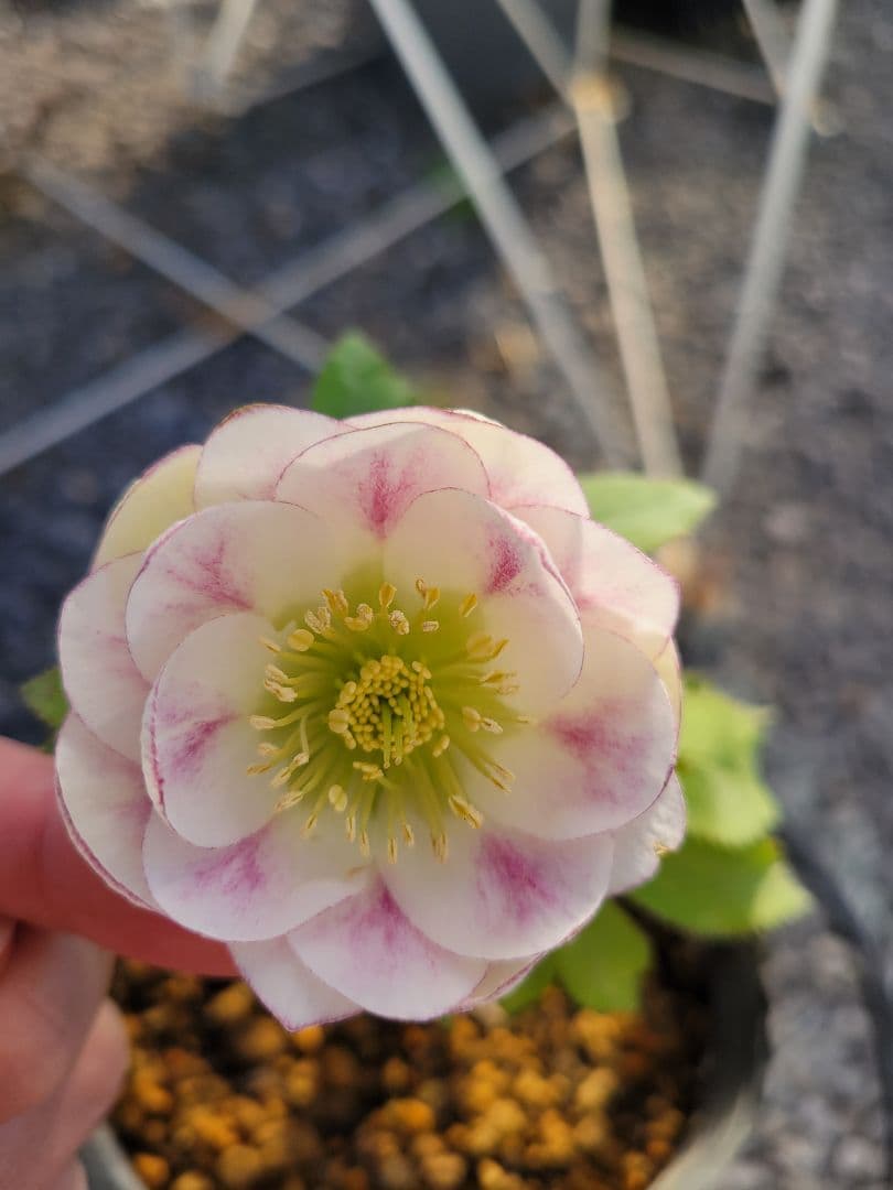 プリマヴェーラ　加藤農園