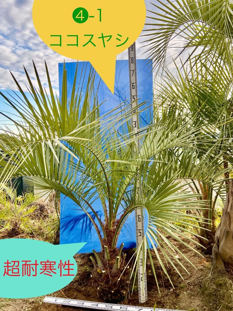 タイムサービス❹ココスヤシ 超耐寒性　シンボルツリー