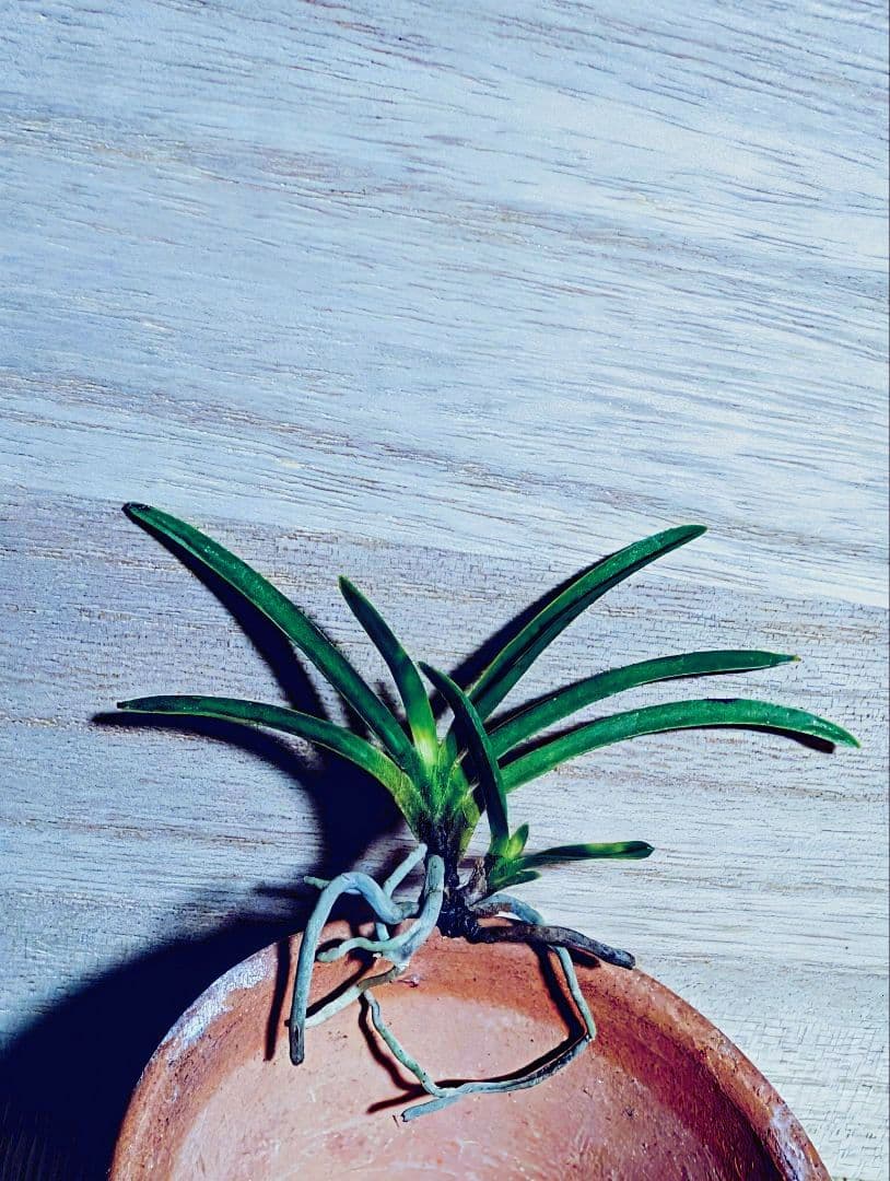 富貴蘭　金牡丹