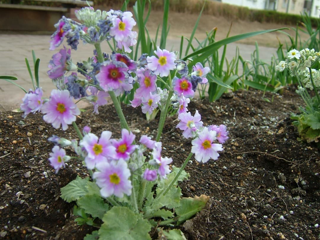 実写良⭕️美品【動作確認済み】富士フィルム FinePix F700 デジカメ