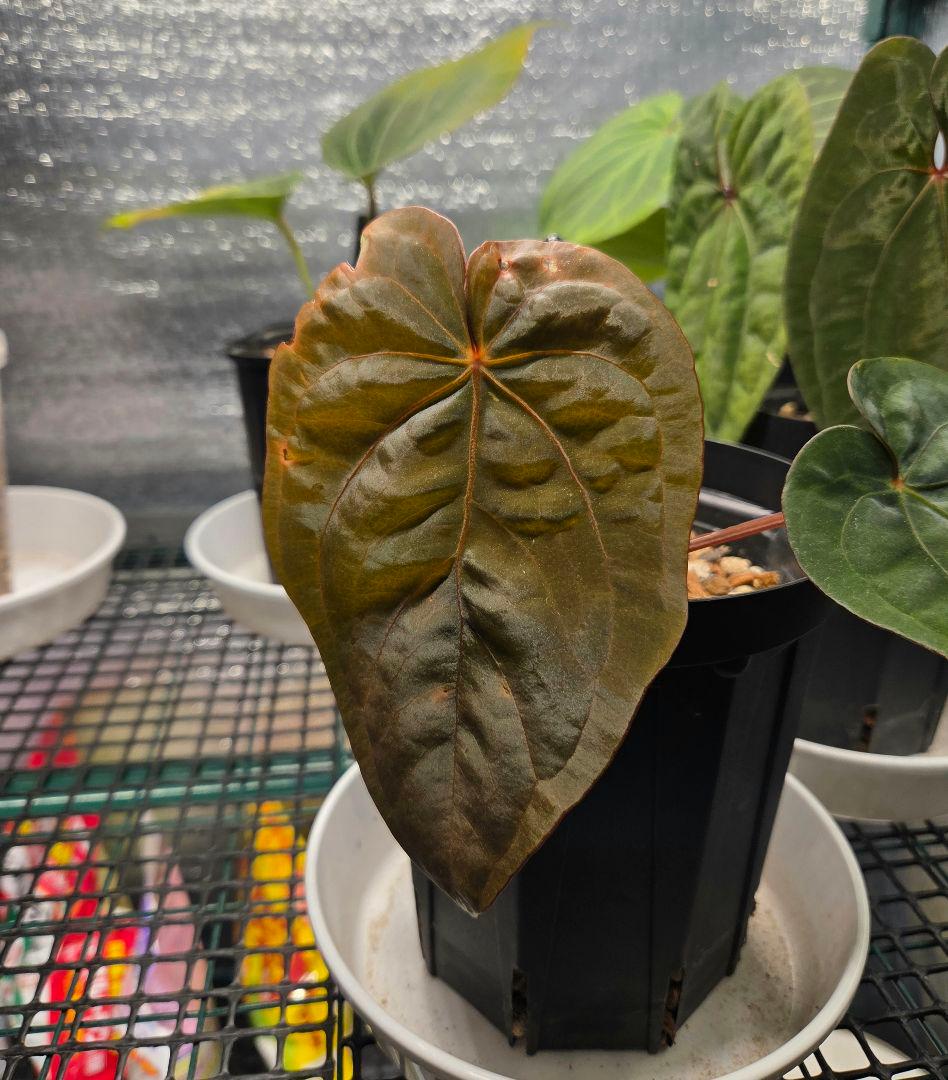 ク*ン様 anthurium　dressleri　darkcroat　ドレスレリ