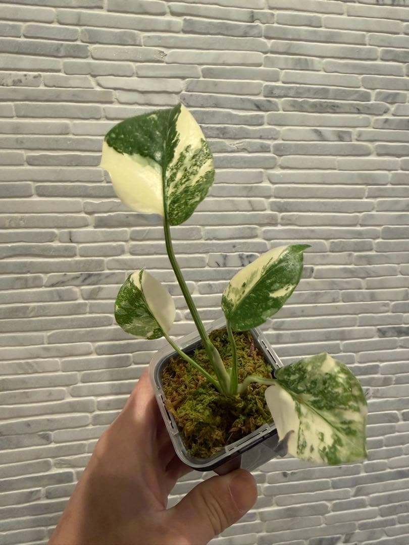 モンステラ レガシー　斑入り